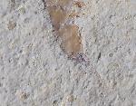 ? Acanthochirana sp. STRAND 1928 - Bild © FossNet FossilienStore